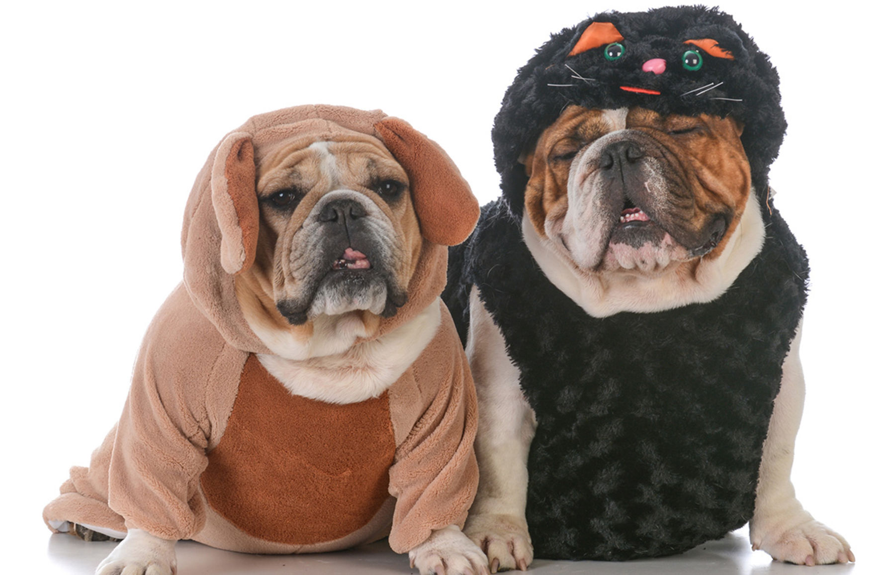 6. Dog